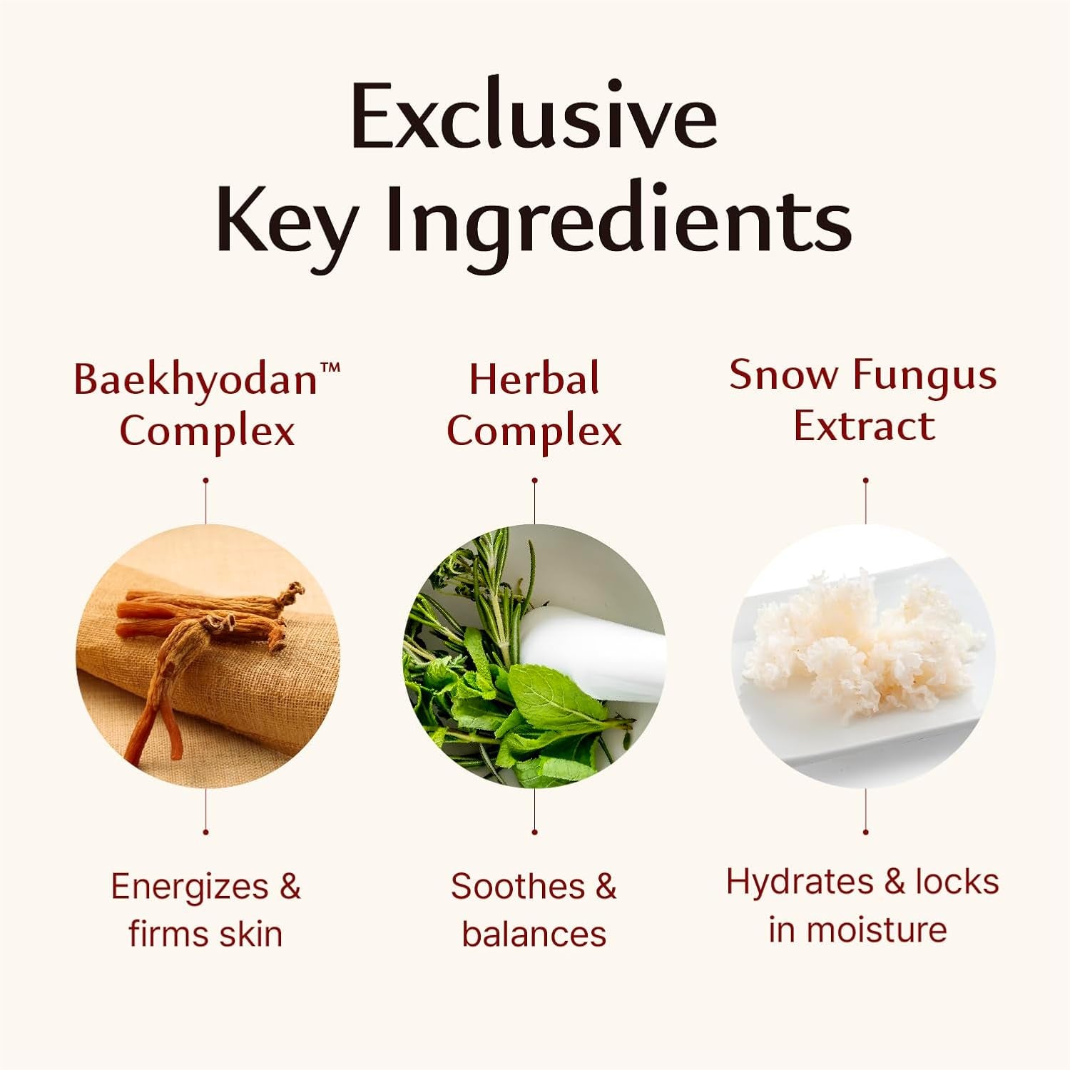 Hyobidam Fermented Cream (1.7Fl Oz) - Korean Facial Care. Face Moisturizer for Women. Wrinkle Cream for Women, Night Cream for Face with Wild Ginseng & Snow Fungus.